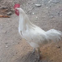 خروس سفید چهل تاج گلین