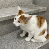 گربه|گربه|همدان, |دیوار