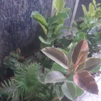 اسباب بازی ها