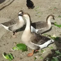 غاز