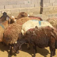 میش تخمی جوان