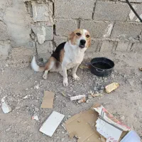 پیدا شده|سگ|بهبهان, |دیوار