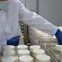 ماستبند نیروی کارگاه لبنیات