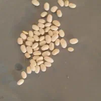 لوبیا سفید درشت مغز دار|خوردنی و آشامیدنی|مبارکه, |دیوار