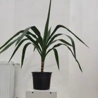 یوکا|گل و گیاه طبیعی|قزوین, |دیوار