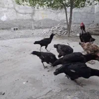 مرغ محلی به فروش  میرسد|حیوانات مزرعه|میناب, |دیوار