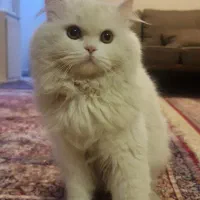 گربه بیریتیش وایت یکساله
