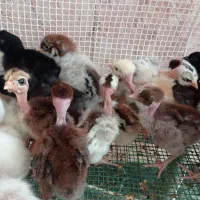 دستگاه جوجه کشی برای جوجه کشی