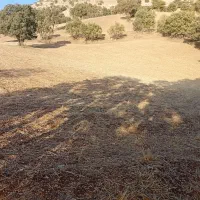 زمین کشاورزی