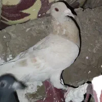 کفتر ساربور