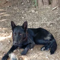 سگهای باهوش|سگ|مسجد سلیمان, |دیوار