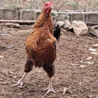 فروش فوری مرغ محلی تخم گذار|حیوانات مزرعه|بهشهر, |دیوار