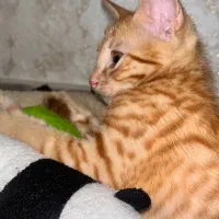 واگذاری گربه نر|گربه|تهران, فلاح|دیوار