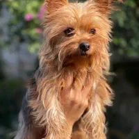 توله سگ یورکشایرماده