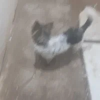 پا کوتاه