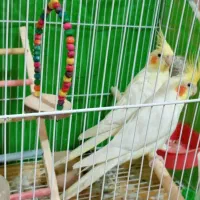 عروس هلندی|پرنده|نوشهر, |دیوار