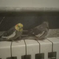 عروس هلندی|پرنده|رشت, سعدی (تختی)|دیوار