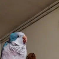 طوطی راهب سخنگو|پرنده|کرمانشاه, |دیوار