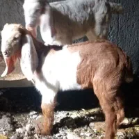 بز و بیگ|حیوانات مزرعه|شوشتر, |دیوار