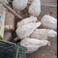 مرغو خروس و بوقلمون بیوتی 6 و غاز|حیوانات مزرعه|الوند, |دیوار