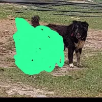 سگ قدرجونی توله ۲ملیون