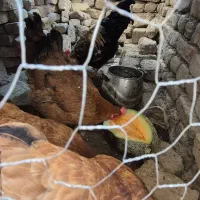 مرغ محلی|حیوانات مزرعه|ماهدشت, |دیوار