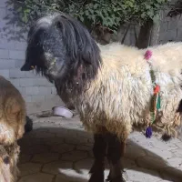 کوه تهه 6 دنگ تمام