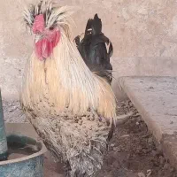 یک جفت سلطان و جوجه سلطان|حیوانات مزرعه|قم, انسجام|دیوار