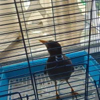 ۲ عدد مرغ مینا سخنگو|پرنده|کرج, گوهردشت|دیوار