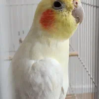 عروس هلندی لوتینو