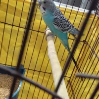 مرغ عشق معاوضه با کبوتر|پرنده|خرمشهر, |دیوار