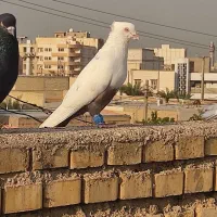 کبوتر