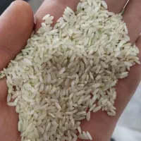 برنج کامفیروز درجه۱ به شرط مرجویی|خوردنی و آشامیدنی|یزد, |دیوار