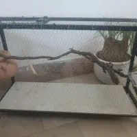 قفس پرنده