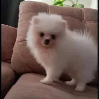 پامر باهوش خرسی|سگ|فردیس, شهرک سپاه|دیوار