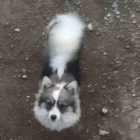 پامر روباهی