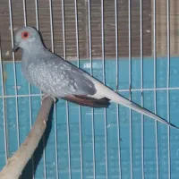 ی جفت کبوتر الماسی  مولد اندازه مرغ عشق|پرنده|تهران, شهرک علم و فناوری|دیوار