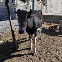 شادگان خنافر خروسی حدبه شمالی|حیوانات مزرعه|شادگان, |دیوار