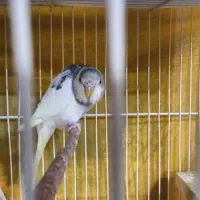 مرغ عشق جوان|پرنده|گلبهار, شهر جدید گلبهار|دیوار