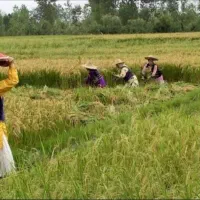 فروش زمین کشاورزی ۳۰۰۰ متری در آستانه اشرفیه