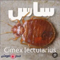 سم پاشی ساس