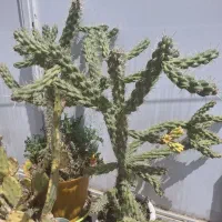 کاکتوس اپونتیا ا Austrocylindropunti