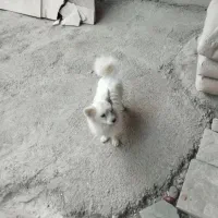 سگ گمشده|حیوانات|اهر, |دیوار