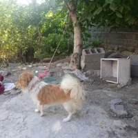 پاکوتاه نر
