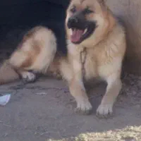 سگ ژرمن اصیل شناسنامه دار|سگ|شیروان (خراسان), |دیوار