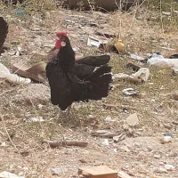 خروس میناتوری