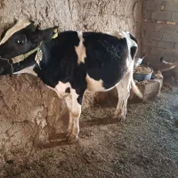 فروش گوساله