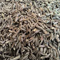فروش زیره سبز به صورت عمده|خوردنی و آشامیدنی|شیراز, آزادگان|دیوار