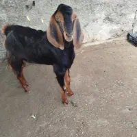 کهره نر وماده|حیوانات مزرعه|رودان, |دیوار