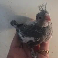 جوجه عروس وایت فیس